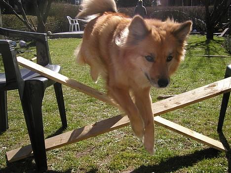 Islandsk fårehund ISHUNDUR'S RAUDKA - Springe, det kan hun også :D. Har sprunget over 1 meter op til flere gange :-) billede 7