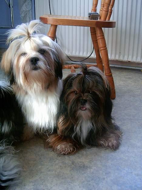 Lhasa apso  LAUNA  - her er jeg sammen med min fantastiske dejlige lille søster cherí. billede 9