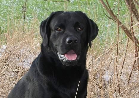 Labrador retriever Diamond - Diamond på post 1 år billede 17