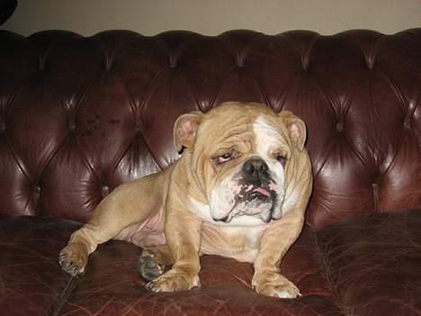 Engelsk bulldog Ib billede 7