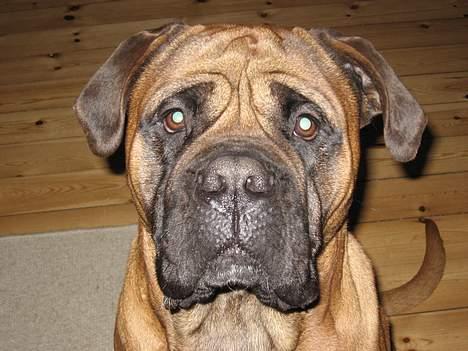Bullmastiff Holger R.I.P. billede 7