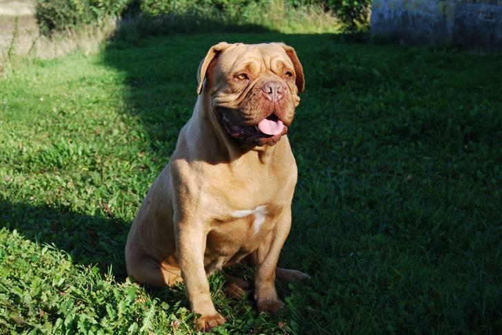 Dogue de bordeaux Desteny - Desteny 6 år billede 1
