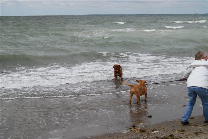 Dogue de bordeaux Desteny - Destenyp¨på stranden ved gedser billede 2