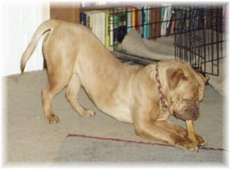 Dogue de bordeaux Desteny - Hvad man ikke har i benne, må man have i munden billede 3