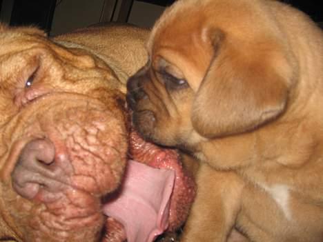 Dogue de bordeaux Desteny - Destenys som mor billede 4