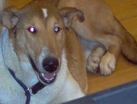 Collie korthåret Uku DKK Racevinder i 2007 billede 5