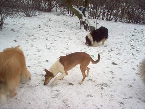 Collie korthåret Uku DKK Racevinder i 2007 billede 6