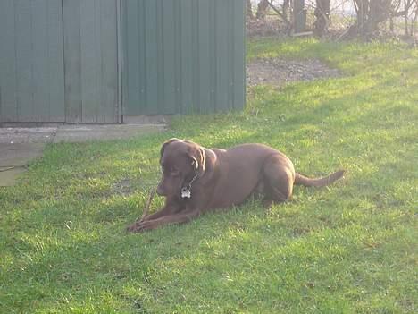 Labrador retriever Sille - Jeg slapper lige lidt af billede 10