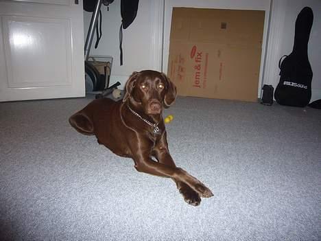 Labrador retriever Sille - Mig igen billede 11