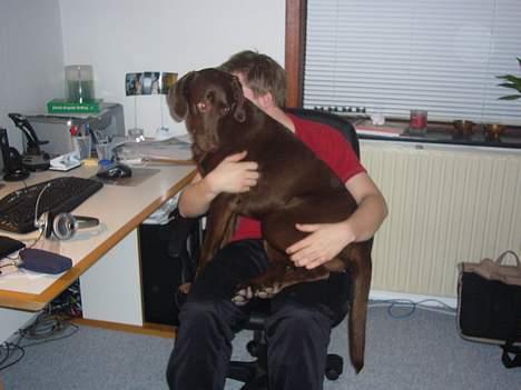 Labrador retriever Sille - jeg sider ved far billede 12