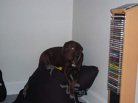 Labrador retriever Sille billede 13