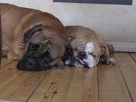 Bullmastiff Holger R.I.P. billede 8