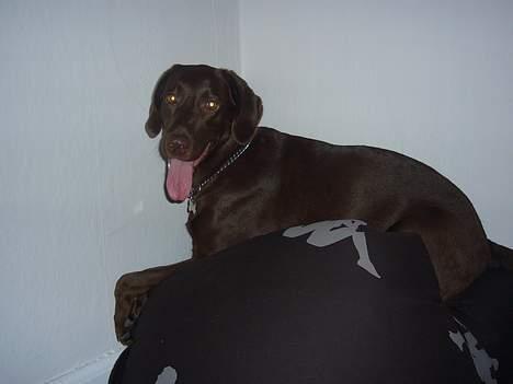 Labrador retriever Sille - mig igen igen billede 14