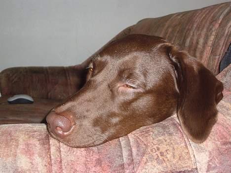 Labrador retriever Sille - jeg er så træt jeg ikke kan holde øjnene åben billede 15
