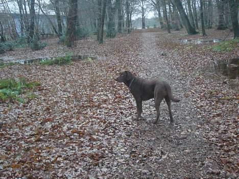 Labrador retriever Sille - mig i skoven billede 16