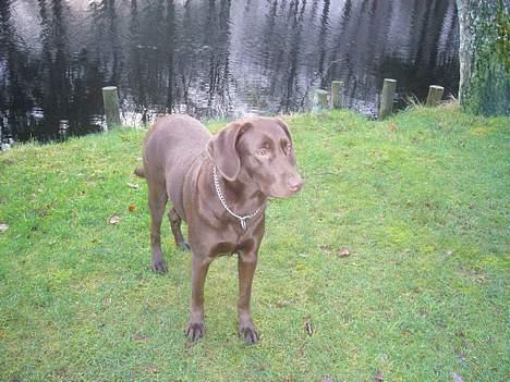 Labrador retriever Sille - mig ved anlæget billede 17