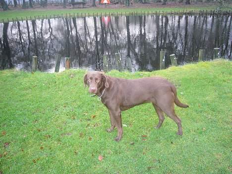 Labrador retriever Sille - mig i anlæget billede 18