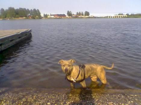 Amerikansk staffordshire terrier Gini billede 16