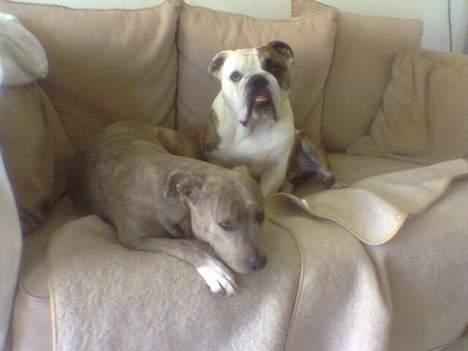 Amerikansk staffordshire terrier Gini billede 17