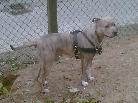 Amerikansk staffordshire terrier Gini billede 18