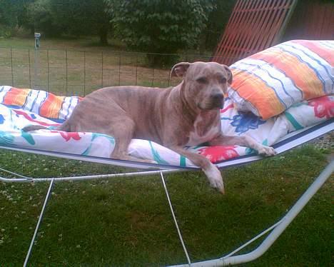 Amerikansk staffordshire terrier Gini billede 19