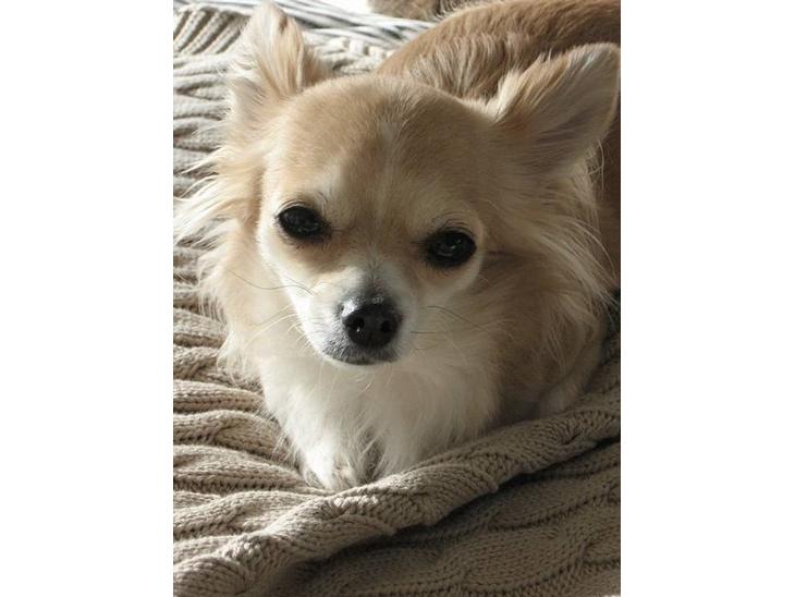 {{currentPhoto.altText}} billede {{currentPhoto.number}}