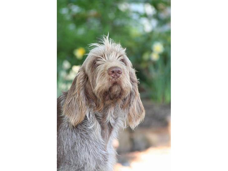 Spinone Hugo - Dejlige Hugo billede 1