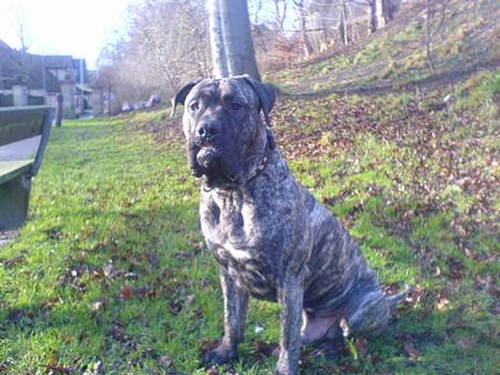 Dogo canario **Tiger** billede 1