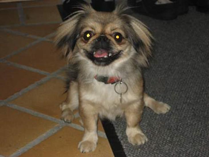 {{currentPhoto.altText}} billede {{currentPhoto.number}}