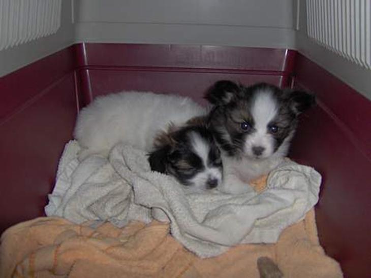 {{currentPhoto.altText}} billede {{currentPhoto.number}}