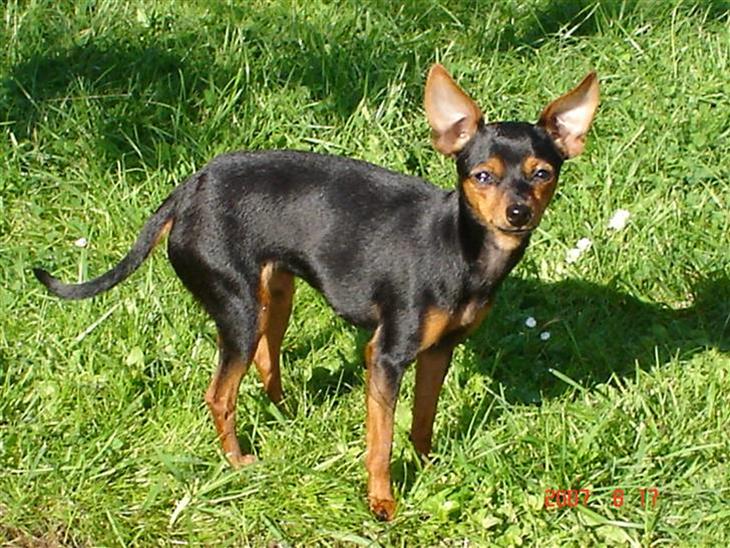 {{currentPhoto.altText}} billede {{currentPhoto.number}}