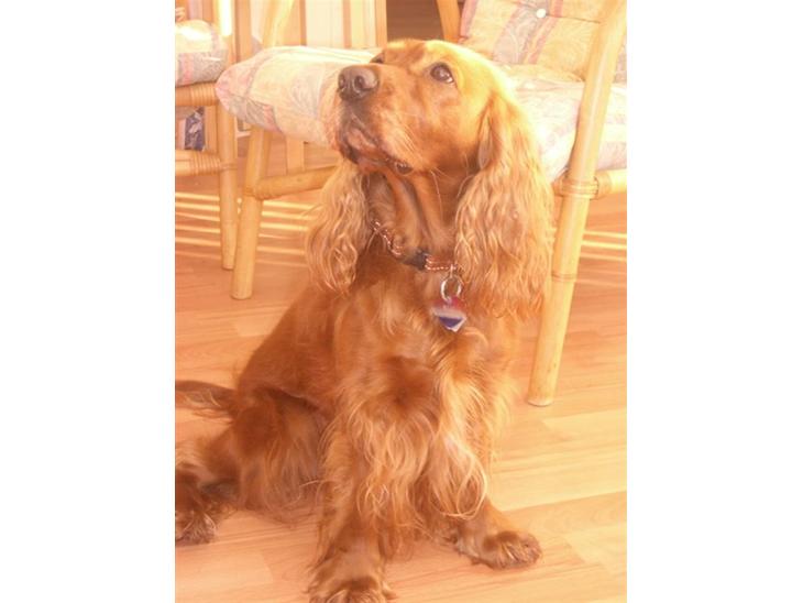 Cocker spaniel Mille  --Himmelhund-- - jeg ligner jo en fotomodel... billede 1