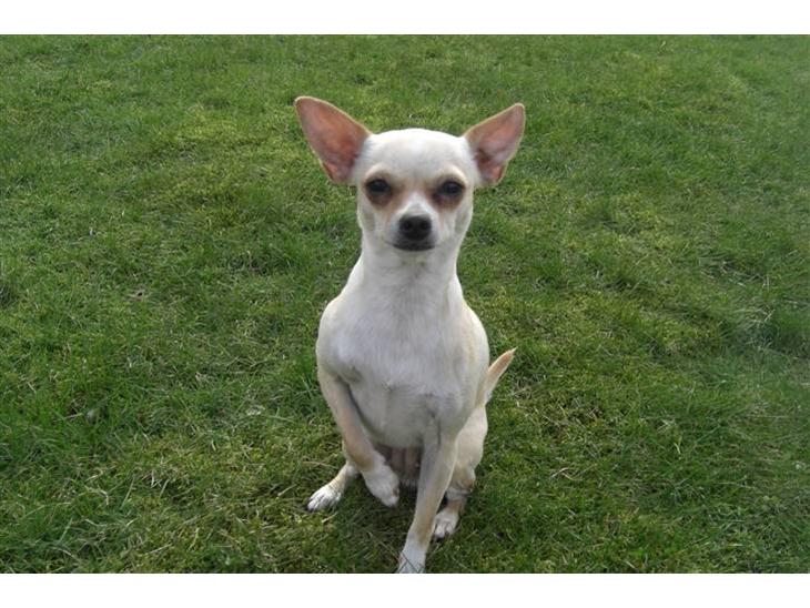 Chihuahua Mischa billede 1