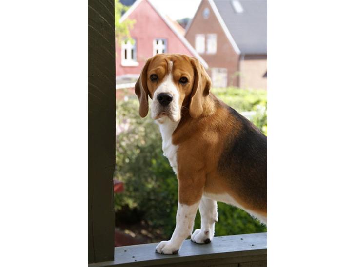 Beagle Oscar - Yndlingsstedet :) billede 1