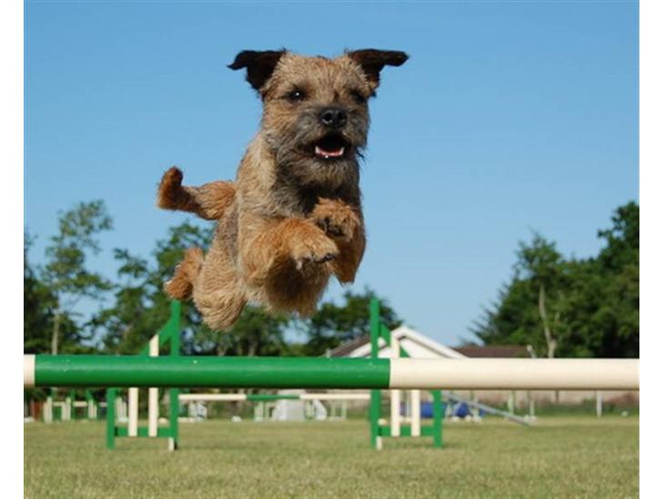 Border terrier Echo - Echo 18 måneder billede 1