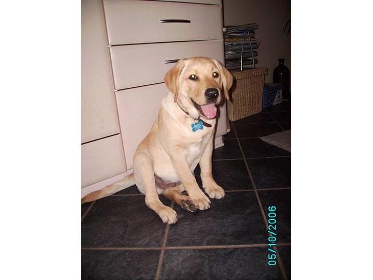Labrador retriever Tjalfe - Jeg er bare så glad. billede 1