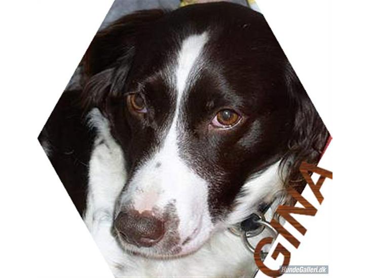 Kleiner münsterländer gina R.I.P :'( - er hun ikke bare sød når hun ligger ned billede 1