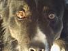 Border collie Sam