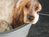 Cocker spaniel Cosmo