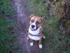 Amerikansk staffordshire terrier Gonzo