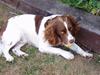 Engelsk springer spaniel Zigggy