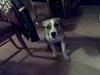 Amerikansk staffordshire terrier Pinky