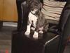 Amerikansk staffordshire terrier LaTiffa