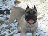 Dogo canario Fiona