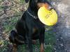 Dobermann Zeus