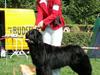 Newfoundlænder black houdini" lady pearl