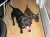 Staffordshire bull terrier Balder