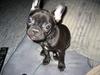 Fransk bulldog Fellica