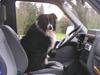 Border collie Marco  R.I.P. [ Himmelhund]