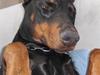 Dobermann Sedra bella caya *RIP*